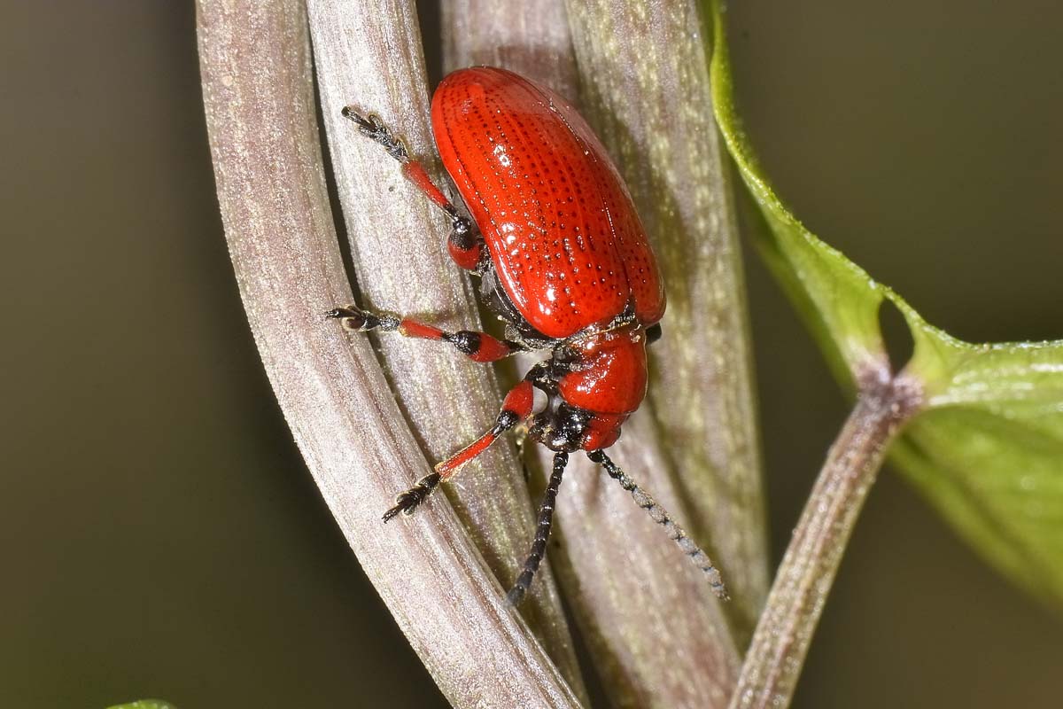 Lilioceris merdigera, Chrysomelidae